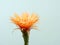 Close up Orange Cactus flower.Show detail of Flowers and petals