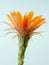 Close up Orange Cactus flower.Show detail of Flowers and petals