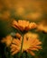 Close-up of a orange calendula flowers.