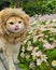 Close-up of An orange cat wearing a lion wig looks dashing