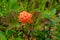 Close up of a orange cloudberry ready to harvest