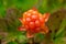 Close up of a orange cloudberry still growing on the mire