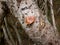 Close up of an orange color mushroom and trunk of a Pandanus tectorius tree