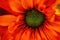 Close up of orange colored daisy