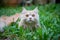 Close up orange cute cat is laying on the grass