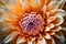 Close up of orange dahlia flower in full bloom