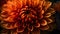 Close up of orange Dahlia petals, background, generative AI