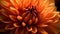 Close up of orange Dahlia petals, background, generative AI