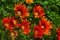 Close up of orange daises