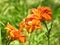 Close-up of Orange Day lilies in a bright day.