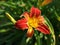 Close up of an orange daylily flower