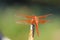 Close up of orange dragonfly