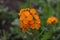 a close up of an orange Erysimum cheiri flower on a green background