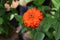 Close up orange flower and green leaf in the farm