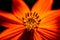 Close up of orange flower pistil pollen in dark background