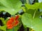 Close-up of orange flower and several leaves of Great Nasturtium, Tropaeolum majus