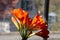 Close up of orange flowers of a Clivia, also called Clivia miniata or Klivie