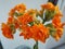 Close-up of orange flowers Kalanchoe succulent