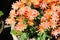 Close up of orange flowers of lewisia in pot