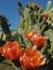 Close up of the orange flowers and thorny green leaves of the prickly pear or pear cactus - Opuntia - against a blue and white sky