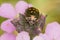Close up of the orange form of the rape bug Eurydema oleracea on purple flower