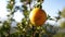 Close up of orange fruit hang on tree in the garden. Selective focus.