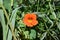 Close-up of an orange garden nasturtium flower (Tropaeolum majus) in the yard