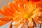 Close-up of orange gerbera