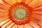 Close up from a orange gerbera flower