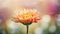 Close up of orange gerbera flower with bokeh background