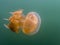 Close up orange golden jellyfish side angle green underwater background