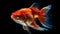 Close up of orange goldfish breed swimming low light isolated on black background