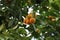 Close up of orange and green Calamondin Oranges ripening on the branches of a tree