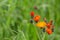 Close up of orange hawkweed with copy space, also called Hieracium aurantiacum or habichtskraut