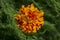 Close-up of orange heads of Marigold flowers Tagetes erecta, Mexican, Aztec or African marigold