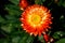 Close-up of an orange Immortelle bracts (Xerochrysum bracteatum) aster flower in a garden