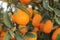 Close up on orange kumquat