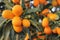 Close up on orange kumquat