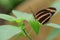 Close-up of a Orange Lacewing Butterfly