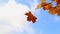 Close up of orange leaves against blue sky