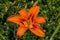 Close up of orange lilium in the garden