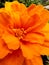 Close up orange Marigold background