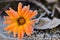 Close-up of an orange marigold Calendula officinalis covered in frost and lying on frosted leaves