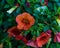 A close up of an orange million bells bloom on the front porch