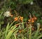 Close up of orange montbretia flowers