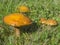 Close up orange mushroom larch bolete group in grass background
