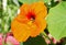 Close up of a Orange Nasturtium in full bloom