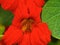 Close up, Orange Nasturtium, Tropaeolum.