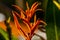 Close-up of orange parakeet flowers