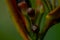 Close-up of orange parakeet flowers